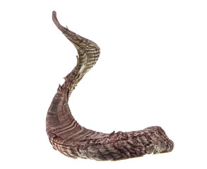 animal horn on white isolated background