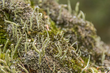 Poster - lichen vegetation closeup