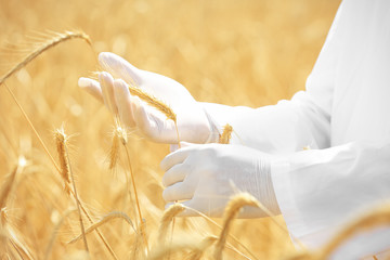 Poster - Agronomist touching wheat spikelets in field