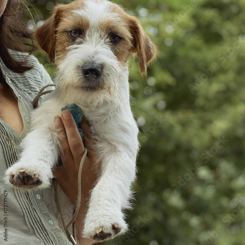 Wire Haired Jack Russell Terrier Buy This Stock Photo And