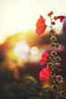 red beautiful flowers on sunset background. Outdoor nature vintage macro photo