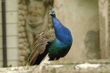 Beautiful Peacock In The Castle Garden