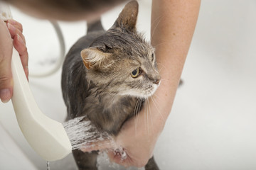 Wall Mural - Washing the cat