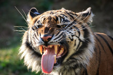 Sumatran Tiger Air-Scenting And Looking Fierce