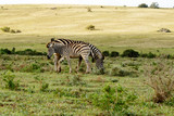 Fototapeta Sawanna - Baby Zebra standing close to his mom