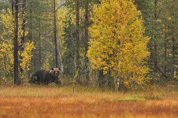 wildflife photo of large brown bear (ursus arctos) in his natural environment in northern finland - 