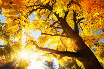 Fototapete - Baum mit strahlend gelben Herbstblättern bei Sonnenschein