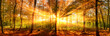 Herbstlandschaft Panorama: Wald mit goldenen Sonnenstrahlen