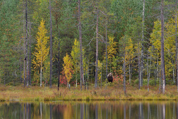 wildflife photo of large brown bear (ursus arctos) in his natural environment in northern finland - 