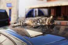 The Cat Sleeps On The Roof Of The Car