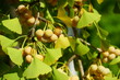 © eqroy - Green fan-shaped leaves and yellow nuts of the ginkgo biloba tree