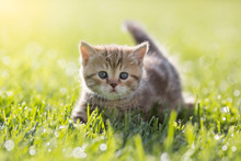 Baby Cat In Green Grass