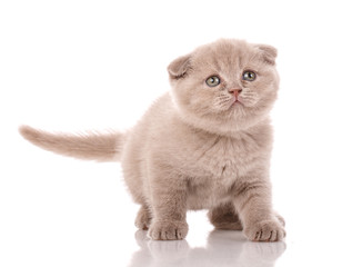 Portrait of cute scottish fold kitten