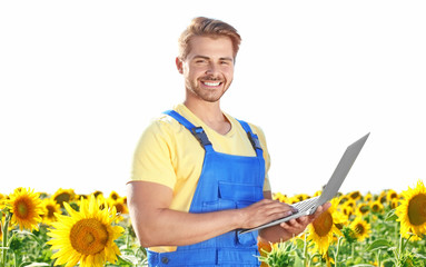 Wall Mural - Young male farmer holding laptop in sunflower field