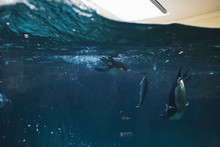 Penguins Underwater