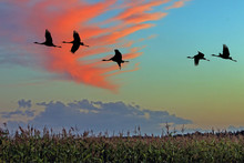A Flock Of Storks Flies Over The Autumn Fields At Sunset