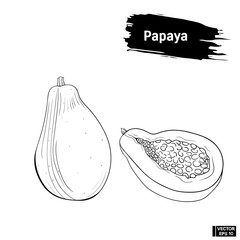 Wall Mural - Sketch of exotic fruit Papaya.