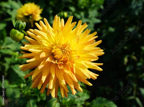 Plakat Piękny dalia kwiat w ogródzie botanicznym w lecie