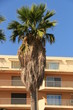 Palmen auf Korsika