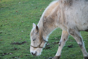 Sticker - horse