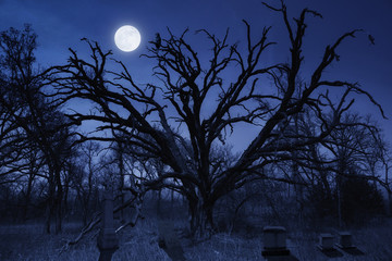 Wall Mural - This spooky night time Halloween cemetery with a watching owl and full moon makes a great illustration for this holiday season.