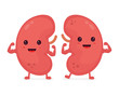 Happy cute smiling healthy kidney. Vector 