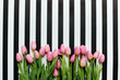© Kelly Knox/Stocksy - pink tulips on a striped background with copy space
