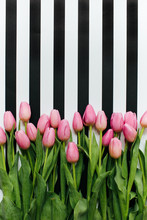Bunch Of Pink Tulips On A Striped Background