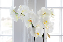 White Orchid By A White Window