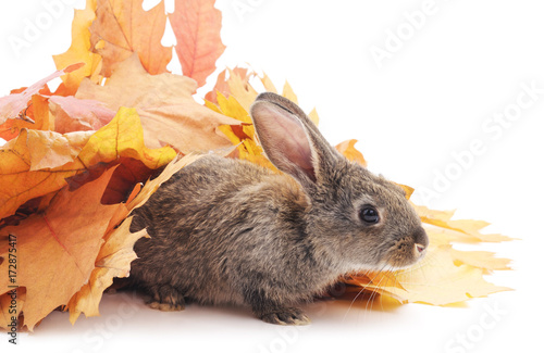 Zdjęcie XXL Szare króliki i żółte liście.