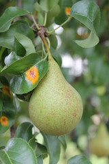 Wall Mural - pear