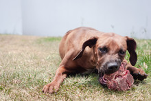 Dog Eating Raw Meat And Bone Outdoors On The Grass