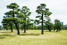 Trees In A Park Of Tokyo.