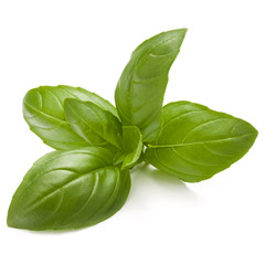 Sweet basil herb leaves isolated on white background closeup