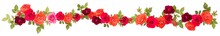 Colorful Rose Flower Bouquet Border Isolated On White Background Cutout