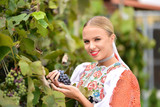 Fototapeta Kwiaty - beautiful young woman holding a large grape while harvesting