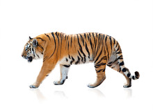 Bengal Tiger Walking, Isolated Over A White Background