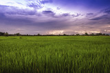Fototapeta Mapy - landscape of rice fields with sunset sky in Thailand