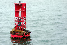 California Sea Lions Or Eared Seals Resting On A Buoy In Oxnard Marina, Ventura County.