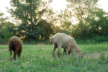 The sheep are grazing in the meadows