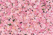 Leinwandbild Motiv Beautiful Pink flowers background