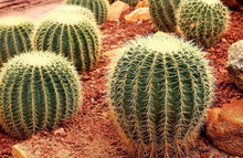 Close Up Of Big Round Cactus In The Garden.
