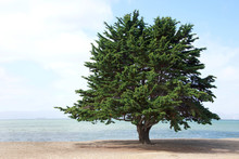Monterey Pine Tree, A Species Of Pine Native To The Central Coast Of California And Mexico, Growing On The Beach In Northern California
