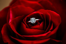 Close Up Of A Wedding Ring Tucked Into A Single Rose.
