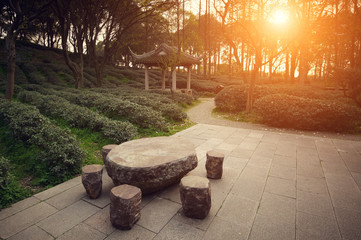 tea garden in China at sunset