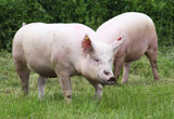 Fototapeta Zwierzęta - Pigs farming raising breeding in animal farm rural scene