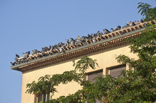 A Large Number Of Pigeons On The Roof