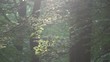 Laubwald mit Sonnenstrahlen und Lichteffekten, Spessart