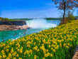 Yellow Flowers Niagara Falls