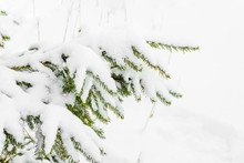 White Christmas Background, Fir Trees In Snow, Winter Scene